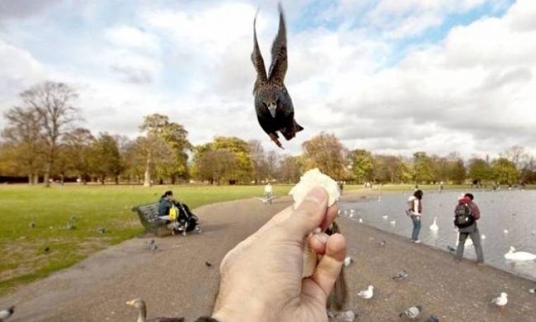 Πουλιά τρώνε από ανθρώπινο χέρι