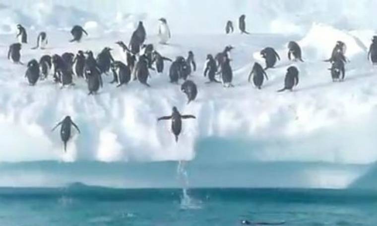 VIDEO: Θεαματικά άλματα πιγκουίνων σε παγόβουνο!