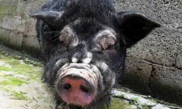 Το πιο άσχημο γουρούνι…