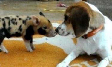 VIDEO: Η παράξενη φιλία μεταξύ σκύλου και αγριογούρουνου!