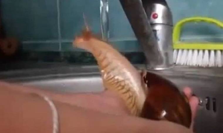 Σαλιγκάρι κάνει ντους (video)