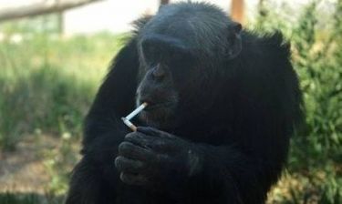Ο χιμπαντζής που πίνει μπύρες και καπνίζει