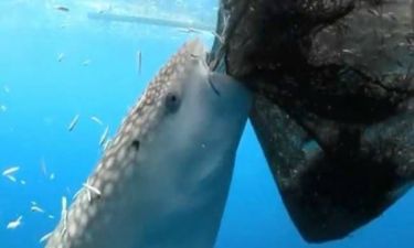 Βίντεο: Φάλαινα-καρχαρίας... κλέβει ψάρια από τα δίχτυα!