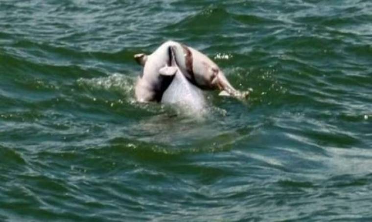 Συγκλονιστική εικόνα: Δελφίνι μεταφέρει το νεκρό μωρό του