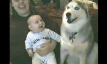 Το Χάσκι «μιλάει» και το μωρό γελάει! (Απολαυστικό βίντεο)