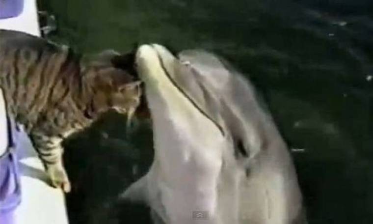 Βίντεο: Aπίστευτο παιχνίδι γάτας με δελφίνι