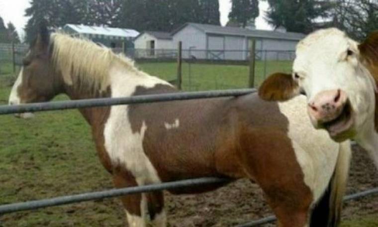 Αγελάδα κάνει photobombing σε άλογο!
