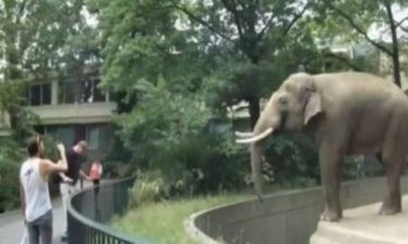 Βίντεο: Επίθεση... λάσπης από ελέφαντα σε τουρίστα