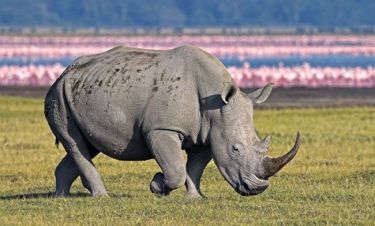 Σπάνιοι ρινόκεροι υπό την προστασία οπλισμένων φυλάκων