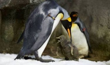 Gay πιγκουίνοι έγιναν γονείς