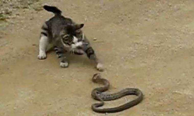 Γάτα - Φίδι, σημειώσατε ένα (video)