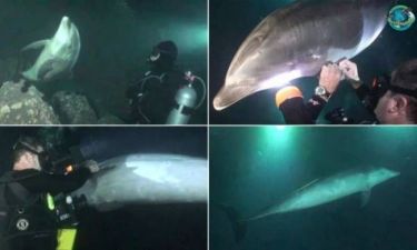 Βίντεο: Η συγκλονιστική στιγμή που δελφίνι ζητά βοήθεια από δύτες