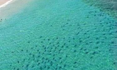 Βίντεο: Επιδρομή χιλιάδων καρχαριών στην Φλόριντα