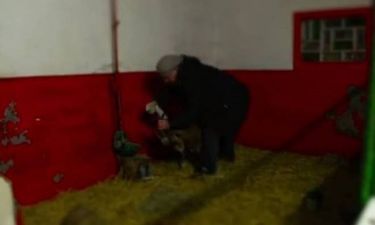Η… κατσίκα της Κολωνίας (video)