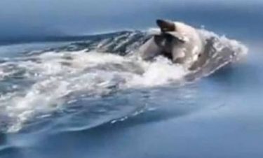 Συγκλονιστικό βίντεο: Δελφίνι κουβαλάει το νεκρό μωρό του
