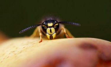 Πώς αντιμετωπίζουμε τα τσιμπήματα από σφήκα και μέλισσα;