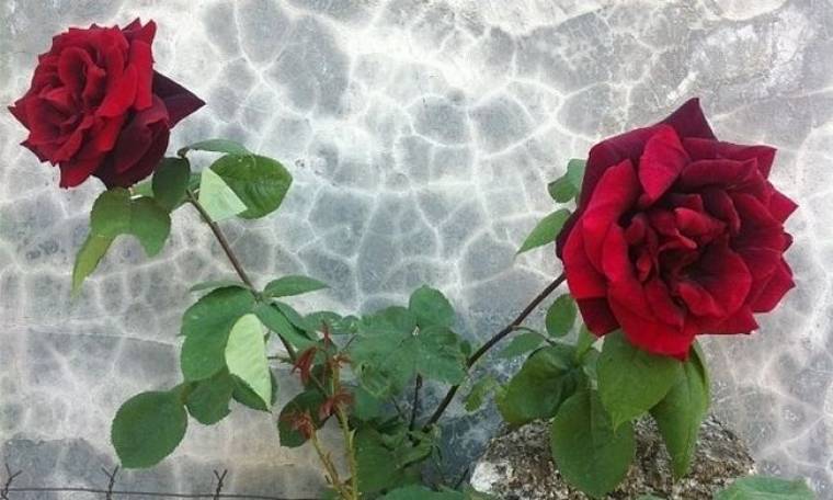 Τραγουδίστρια ευχήθηκε «Καλό μήνα» με αυτά τα τριαντάφυλλα!
