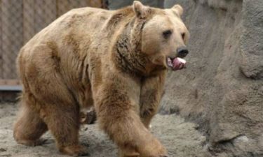 Πέθανε ο Ανδρέας, ο γηραιότερος αρκούδος του κόσμου!