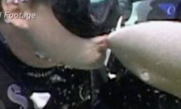 Βίντεο-ΣΟΚ: Δείτε τι έπαθε όταν πήγε να φιλήσει έναν... καρχαρία!