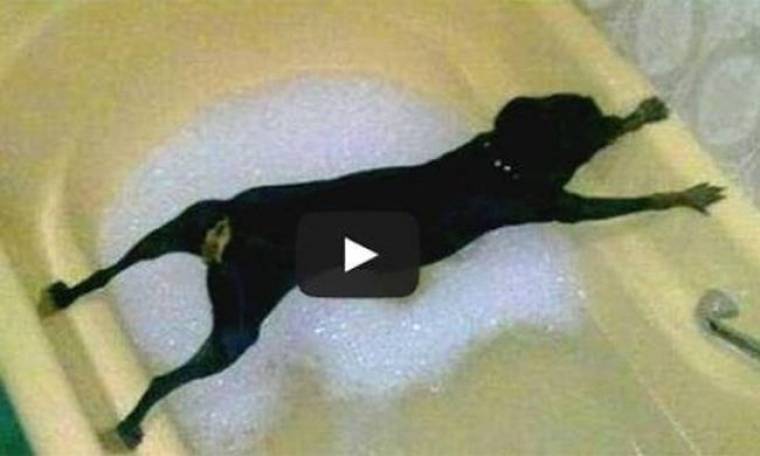 Βίντεο: Αυτοί οι σκύλοι ΔΕΝ θέλουν με τίποτα να κάνουν μπάνιο