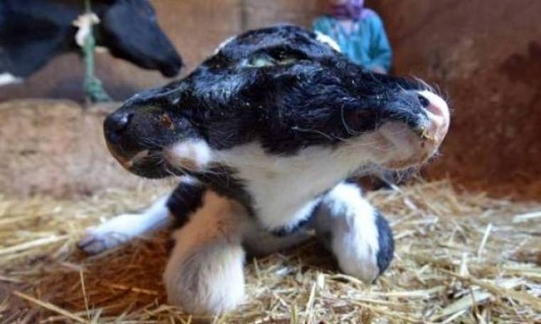 Μαρόκο: Αγελάδα γέννησε ένα δικέφαλο μοσχαράκι