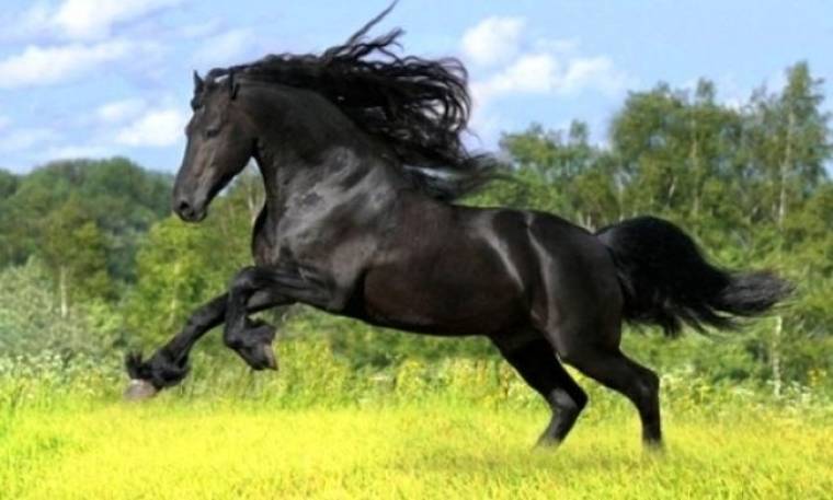 Φενγκ Σούι: Το Άλογο, το σύμβολο της επιτυχίας