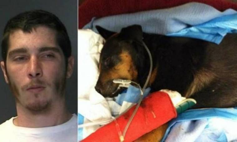 Φρικτό έγκλημα: Βίασε σκύλο και μετά τον χτύπησε μέχρι θανάτου