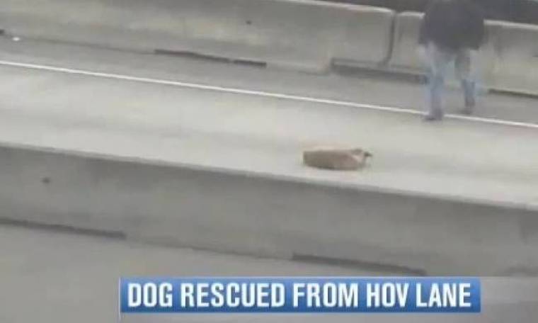 Διάσωση σκύλου με ένα σάντουιτς (video)