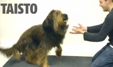 Πώς αντιδρούν οι σκύλοι στα μαγικά; (video)
