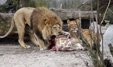 Κοπεγχάγη: Μετά τον Μάριους σκότωσαν και 4 λιοντάρια!
