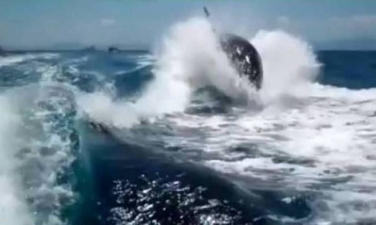 Φάλαινες-δολοφόνοι κυνηγούν... σκάφος! (vid)