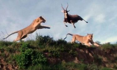 Λιοντάρι αρπάζει αντιλόπη στον αέρα (Video)