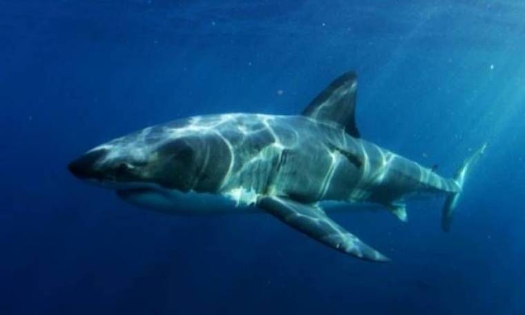 Βίντεο: Βρέθηκε το... τέρας που κατασπάραξε τεράστιο λευκό καρχαρία