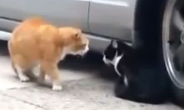 Το ερωτικό καβγαδάκι ανάμεσα σε δυο γάτες!