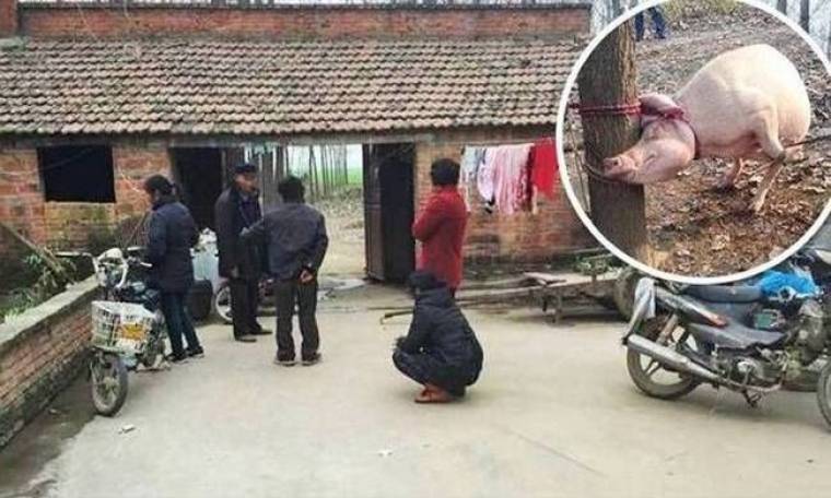 Κίνα: Γουρούνα έφαγε ζωντανό 2χρονο αγοράκι!