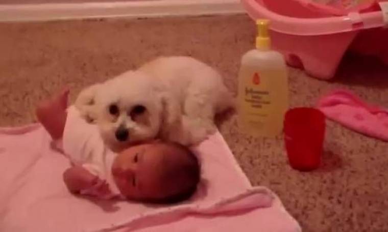 Σκύλος προστατεύει μωρό από... σκούπα!