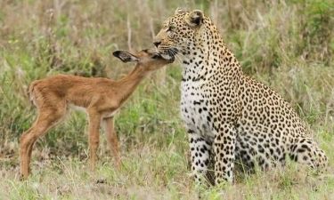 Αντιλόπη ζητά θαλπωρή από μια λεοπάρδαλη και…
