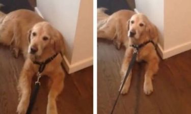 Σκύλος αρνείται να βγει για βόλτα με ξεκαρδιστικό τρόπο (video)