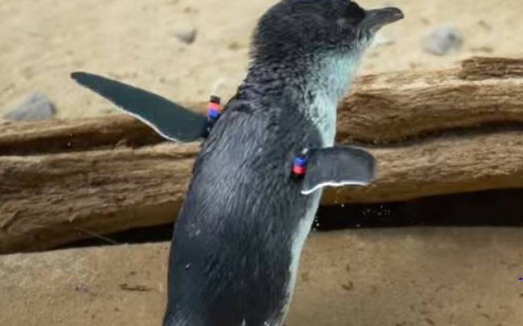 Σαν ευτυχισμένοι πιγκουίνοι... (video)