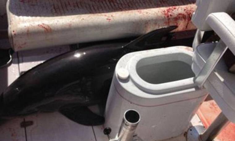 ΗΠΑ: Δελφίνι πήδηξε πάνω σε σκάφος και έσπασε τα πόδια γυναίκας! (video)