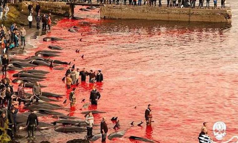 Βιντεο – σοκ: Δείτε πώς σκοτώνουν εκατοντάδες φάλαινες στα Νησιά Φερόες