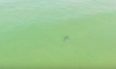 Σέρφερς φλερτάρουν με καρχαρίες και δεν έχουν ιδέα... (video)