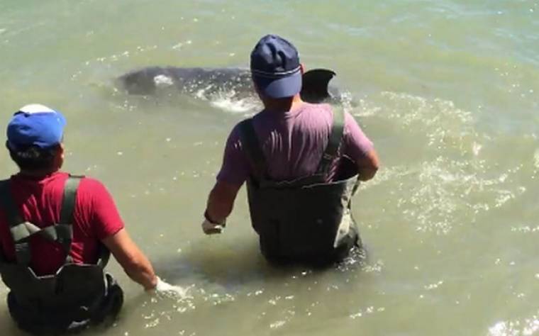 Σπάει καρδιές: Δελφίνι «εκλιπαρεί» και πέφτει στα βράχια για να σωθεί από τους κυνηγούς του! (video)