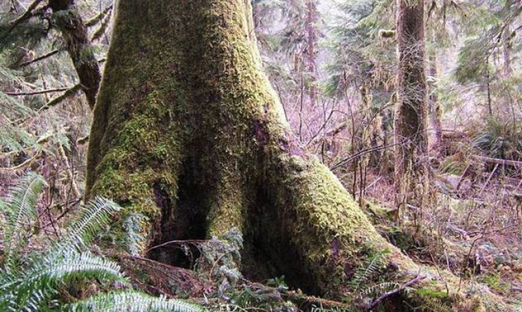 Απίστευτο: Δείτε το έδαφος που «αναπνέει» σε δάσος στον Καναδά (video)
