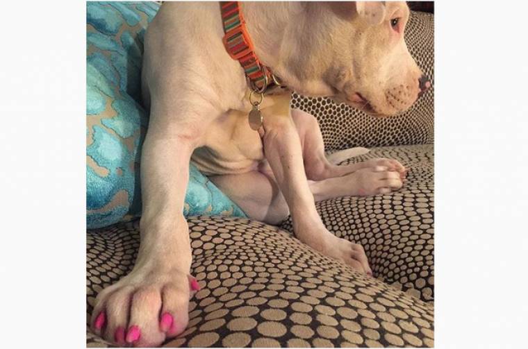 Ποια επώνυμη έβαψε τα νύχια του σκύλου της ροζ;
