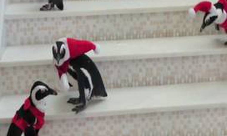 Ντύθηκαν Άγιοι Βασίληδες οι πιγκουίνοι του ενυδρείου