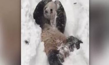 Παιχνίδι στο χιόνι για ένα ενθουσιασμένο panda