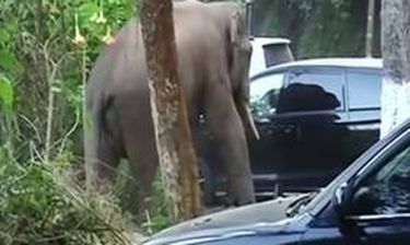 Δεκάδες αυτοκίνητα κατεστραμμένα από ελέφαντα που… ψάχνει την αγάπη