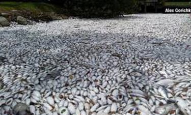 Χιλιάδες νεκρά ψάρια στη Φλόριντα