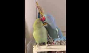 Τα παπαγαλάκια είναι τόσο αγαπημένα που ανταλλάσσουν συνέχεια φιλιά μεταξύ τους! (video)
